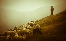 shepherd and sheep