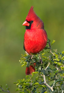 CardinalAMmd
