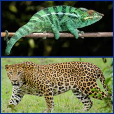 chameleon and leopard
